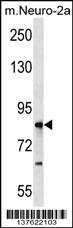 RNF207 Antibody (C-term) (Cat. #AP17923b) western blot analysis in mouse Neuro-2a tissue lysates (35ug/lane).This demonstrates the antibody detected the protein (arrow).