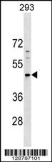 PNMA5 Antibody (C-term) (Cat. #AP17906b) western blot analysis in 293 cell line lysates (35ug/lane).This demonstrates the PNMA5 antibody detected the PNMA5 protein (arrow).