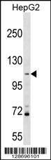 PROSER1 Antibody (N-term) (Cat. #AP17899a) western blot analysis in HepG2 cell line lysates (35ug/lane).This demonstrates the PROSER1 antibody detected the PROSER1 protein (arrow).
