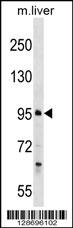 PROSER1 Antibody (N-term) (Cat. #AP17899a) western blot analysis in mouse liver tissue lysates (35ug/lane).This demonstrates the PROSER1 antibody detected the PROSER1 protein (arrow).
