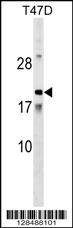 AMTN Antibody (N-term) (Cat. #AP17897a) western blot analysis in T47D cell line lysates (35ug/lane).This demonstrates the AMTN antibody detected the AMTN protein (arrow).