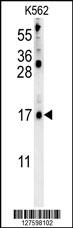 LCE2B Antibody (C-term) (Cat. #AP10027b) western blot analysis in K562 cell line lysates (35ug/lane).This demonstrates the LCE2B antibody detected the LCE2B protein (arrow).