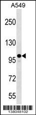ZC3H7A Antibody (Center) (Cat. #AP17863c) western blot analysis in A549 cell line lysates (35ug/lane).This demonstrates the ZC3H7A antibody detected the ZC3H7A protein (arrow).