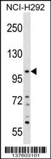 PLEKHA6 Antibody (Center) (Cat. #AP17827c) western blot analysis in NCI-H292 cell line lysates (35ug/lane).This demonstrates the PLEKHA6 antibody detected the PLEKHA6 protein (arrow).