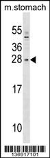 SIX6 Antibody (Center) (Cat. #AP17798c) western blot analysis in mouse stomach tissue lysates (35ug/lane).This demonstrates the SIX6 antibody detected the SIX6 protein (arrow).