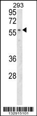MBOAT2 Antibody (Center) (Cat. #AP17786c) western blot analysis in 293 cell line lysates (35ug/lane).This demonstrates the MBOAT2 antibody detected the MBOAT2 protein (arrow).