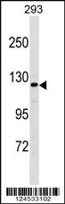 AFF2 Antibody (Center) (Cat. #AP18150c) western blot analysis in 293 cell line lysates (35ug/lane).This demonstrates the AFF2 antibody detected the AFF2 protein (arrow).