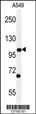 DPY19L2 Antibody (C-term) (Cat. #AP10014b) western blot analysis in A549 cell line lysates (35ug/lane).This demonstrates the DPY19L2 antibody detected the DPY19L2 protein (arrow).