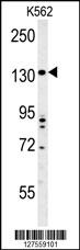TMEM132D Antibody (C-term) (Cat. #AP10011b) western blot analysis in K562 cell line lysates (35ug/lane).This demonstrates the TMEM132D antibody detected the TMEM132D protein (arrow).
