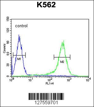 TMEM132D Antibody (C-term) (Cat. #AP10011b) flow cytometric analysis of K562 cells (right histogram) compared to a negative control cell (left histogram).FITC-conjugated goat-anti-rabbit secondary antibodies were used for the analysis.