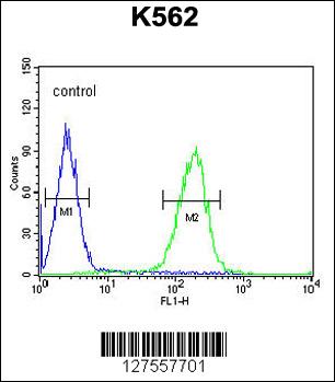 POTEE Antibody (Center) (Cat. #AP10010c) flow cytometric analysis of K562 cells (right histogram) compared to a negative control cell (left histogram).FITC-conjugated goat-anti-rabbit secondary antibodies were used for the analysis.