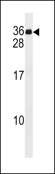 MND1 Antibody (C-term) (Cat. #AP18096b) western blot analysis in HepG2 cell line lysates (35ug/lane).This demonstrates the MND1 antibody detected the MND1 protein (arrow).