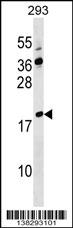 LYZL4 Antibody (Center) (Cat. #AP18093c) western blot analysis in 293 cell line lysates (35ug/lane).This demonstrates the LYZL4 antibody detected the LYZL4 protein (arrow).