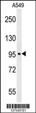 CO039 Antibody (C-term) (Cat. #AP10000b) western blot analysis in A549 cell line lysates (35ug/lane).This demonstrates the CO039 antibody detected the CO039 protein (arrow).
