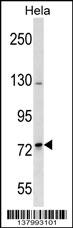 SH3RF2 Antibody (Center) (Cat. #AP18082c) western blot analysis in Hela cell line lysates (35ug/lane).This demonstrates the SH3RF2 antibody detected the SH3RF2 protein (arrow).