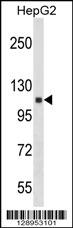 ANKRD18A Antibody (N-term) (Cat. #AP18045a) western blot analysis in HepG2 cell line lysates (35ug/lane).This demonstrates the ANKRD18A antibody detected the ANKRD18A protein (arrow).