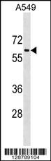 TRAM1L1 Antibody (C-term) (Cat. #AP18041b) western blot analysis in A549 cell line lysates (35ug/lane).This demonstrates the TRAM1L1 antibody detected the TRAM1L1 protein (arrow).