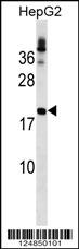 LHFP Antibody (N-term) (Cat. #AP18018a) western blot analysis in HepG2 cell line lysates (35ug/lane).This demonstrates the LHFP antibody detected the LHFP protein (arrow).