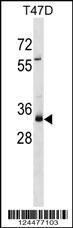 MYEOV Antibody (Center) (Cat. #AP18014c) western blot analysis in T47D cell line lysates (35ug/lane).This demonstrates the MYEOV antibody detected the MYEOV protein (arrow).