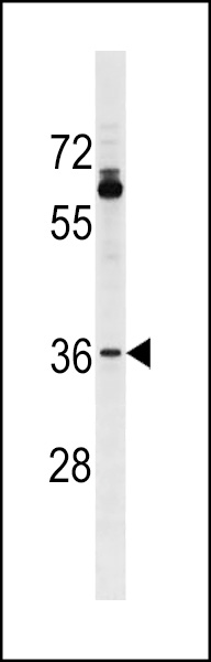 OR51T1 Antibody (C-term) (Cat. #AP18344b) western blot analysis in A375 cell line lysates (35ug/lane).This demonstrates the OR51T1 Antibody detected the OR51T1 protein (arrow).