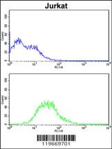 ATG14 Antibody (N-term) (Cat. #AP1832a) flow cytometric analysis of Jurkat cells (bottom histogram) compared to a negative control cell (top histogram).FITC-conjugated goat-anti-rabbit secondary antibodies were used for the analysis.