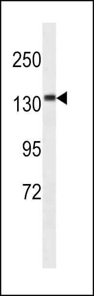CAMSAP3 Antibody (N-term) (Cat. #AP18323a) western blot analysis in mouse cerebellum tissue lysates (35ug/lane).This demonstrates the CAMSAP3 Antibody detected the CAMSAP3 protein (arrow).
