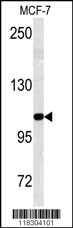 Western blot analysis of BARON antibody (N-term) (Cat.# AP1831a) in MCF-7 cell line lysates (35ug/lane). BARON (arrow) was detected using the purified Pab.
