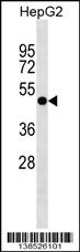 PLEKHA8 Antibody (C-term) (Cat. #AP18305b) western blot analysis in HepG2 cell line lysates (35ug/lane).This demonstrates the PLEKHA8 antibody detected the PLEKHA8 protein (arrow).