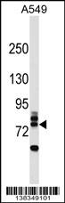 RNF157 Antibody (N-term) (Cat. #AP18282a) western blot analysis in A549 cell line lysates (35ug/lane).This demonstrates the RNF157 antibody detected the RNF157 protein (arrow).