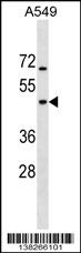 GTPBP5 Antibody (N-term) (Cat. #AP18271a) western blot analysis in A549 cell line lysates (35ug/lane).This demonstrates the GTPBP5 antibody detected the GTPBP5 protein (arrow).