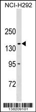COL20A1 Antibody (C-term) (Cat. #AP18262b) western blot analysis in NCI-H292 cell line lysates (35ug/lane).This demonstrates the COL20A1 antibody detected the COL20A1 protein (arrow).