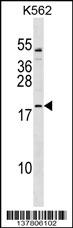 TCF15 Antibody (Center) (Cat. #AP18248c) western blot analysis in K562 cell line lysates (35ug/lane).This demonstrates the TCF15 antibody detected the TCF15 protein (arrow).