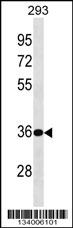 BPHL Antibody (Center) (Cat. #AP18229c) western blot analysis in 293 cell line lysates (35ug/lane).This demonstrates the BPHL antibody detected the BPHL protein (arrow).