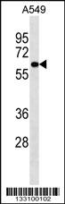 PIGS Antibody (C-term) (Cat. #AP18217b) western blot analysis in A549 cell line lysates (35ug/lane).This demonstrates the PIGS antibody detected the PIGS protein (arrow).