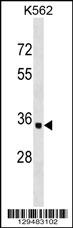 OR10AD1 Antibody (Center) (Cat. #AP18196c) western blot analysis in K562 cell line lysates (35ug/lane).This demonstrates the OR10AD1 antibody detected the OR10AD1 protein (arrow).