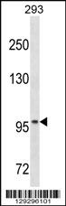 OTUD7A Antibody (N-term) (Cat. #AP18195a) western blot analysis in 293 cell line lysates (35ug/lane).This demonstrates the OTUD7A antibody detected the OTUD7A protein (arrow).