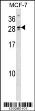 LIPT2 Antibody (N-term) (Cat. #AP18194a) western blot analysis in MCF-7 cell line lysates (35ug/lane).This demonstrates the LIPT2 antibody detected the LIPT2 protein (arrow).