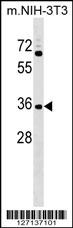 CCDC75 Antibody (N-term) (Cat. #AP18182a) western blot analysis in NIH-3T3 cell line lysates (35ug/lane).This demonstrates the CCDC75 antibody detected the CCDC75 protein (arrow).
