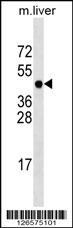 PCMTD1 Antibody (N-term) (Cat. #AP18176a) western blot analysis in mouse liver tissue lysates (35ug/lane).This demonstrates the PCMTD1 antibody detected the PCMTD1 protein (arrow).