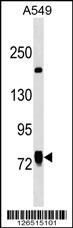LINS1 Antibody (C-term) (Cat. #AP18175b) western blot analysis in A549 cell line lysates (35ug/lane).This demonstrates the LINS1 antibody detected the LINS1 protein (arrow).