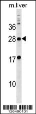 MPZL3 Antibody (C-term) (Cat. #AP18174b) western blot analysis in mouse liver tissue lysates (35ug/lane).This demonstrates the MPZL3 antibody detected the MPZL3 protein (arrow).