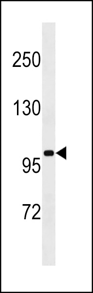 SLN13 Antibody (C-term) (Cat. #AP18165b) western blot analysis in A549 cell line lysates (35ug/lane).This demonstrates the SLN13 antibody detected the SLN13 protein (arrow).