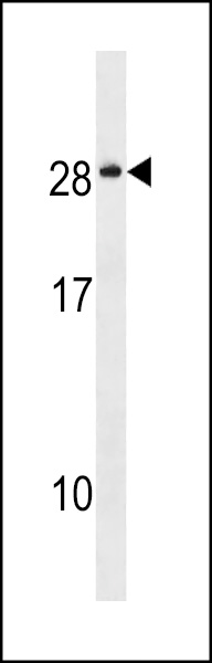 NKAI4 Antibody (C-term) (Cat. #AP18161b) western blot analysis in MCF-7 cell line lysates (35ug/lane).This demonstrates the NKAI4 antibody detected the NKAI4 protein (arrow).