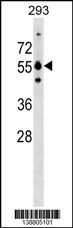 GRWD1 Antibody (Center) (Cat. #AP18456c) western blot analysis in 293 cell line lysates (35ug/lane).This demonstrates the GRWD1 Antibody detected the GRWD1 protein (arrow).