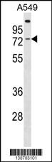 GBP3 Antibody (C-term) (Cat. #AP18451b) western blot analysis in A549 cell line lysates (35ug/lane).This demonstrates the GBP3 Antibody detected the GBP3 protein (arrow).