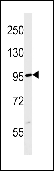 FBXL19 Antibody (C-term) (Cat. #AP18447b) western blot analysis in mouse testis tissue lysates (35ug/lane).This demonstrates the FBXL19 Antibody detected the FBXL19 protein (arrow).