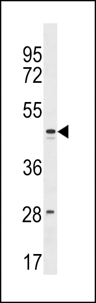 FAM155B Antibody (C-term) (Cat. #AP18445b) western blot analysis in 293 cell line lysates (35ug/lane).This demonstrates the FAM155B Antibody detected the FAM155B protein (arrow).