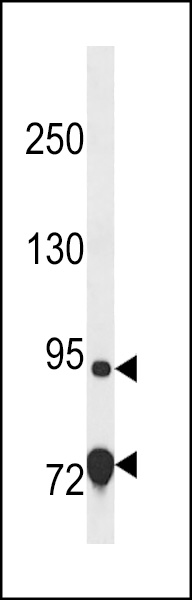 EXD3 Antibody (Center) (Cat. #AP18441c) western blot analysis in 293 cell line lysates (35ug/lane).This demonstrates the EXD3 Antibody detected the EXD3 protein (arrow).