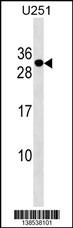 POMZP3 Antibody (N-term) (Cat. #AP18426a) western blot analysis in U251 cell line lysates (35ug/lane).This demonstrates the POMZP3 Antibody detected the POMZP3 protein (arrow).