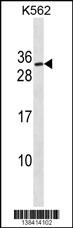 SSX3 Antibody (Center) (Cat. #AP18393c) western blot analysis in K562 cell line lysates (35ug/lane).This demonstrates the SSX3 Antibody detected the SSX3 protein (arrow).
